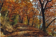 East Bluff Drive in Fall