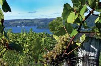 McGregors Chardonnay